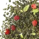 Чай Улун Земляничная Поляна 500 гр