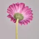 Цветок искусственный гербера, высота 61 см – Lefard