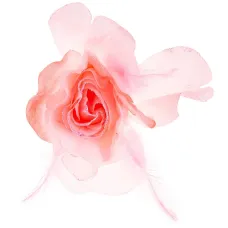 Роза крупная розовая с перьями