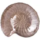 Блюдо snail sand 25 см - Bronco
