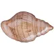 Блюдо shell sand 30х18х4 см - Bronco