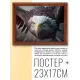 Постер в рамке 22х17см Орел POSG-0278