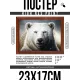 Постер в рамке 22х17см Белый медведь POSG-0288