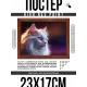 Постер в рамке 22х17см Белая кошка POSG-0316