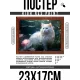 Постер в рамке 22х17см Белый кот POSG-0341