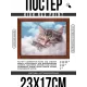 Постер в рамке 22х17см Спящий котенок POSG-0342