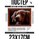 Постер в рамке 22х17см Щенок POSG-0346