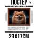 Постер в рамке 22х17см Шпиц POSG-0350