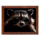 Постер в рамке 22х17см Енот в очках POSG-0357